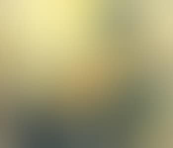 Sunflowers (preview)