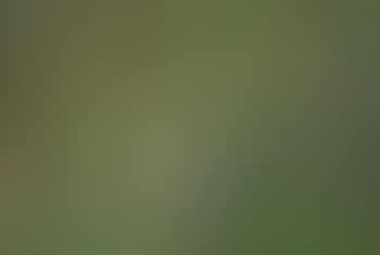 Flowers and Gardening Tools (preview)