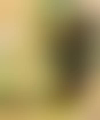 Im Wald (preview)
