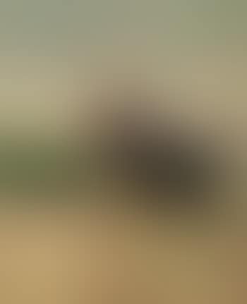 Barcaiolo (preview)