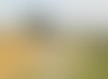 The cornfield (preview)
