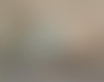 Untitled (Shell Still Life) (preview)