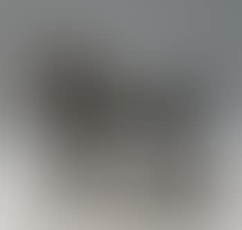 Taureau romain (preview)