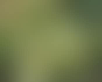 Paysage (preview)