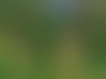 Trees, Vermont (preview)