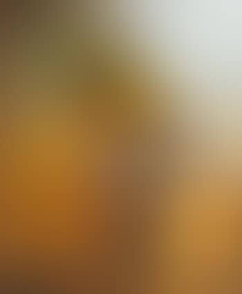 Hooded Warbler II (preview)