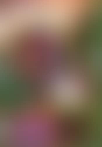 Portrait (preview)