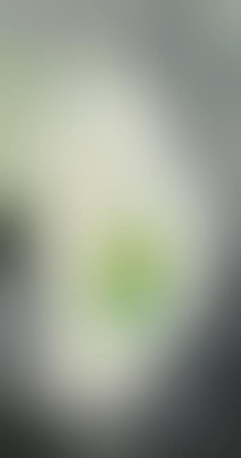 White Calla Lily (preview)