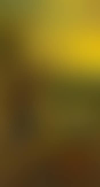 Hunter with two Dogs in Cornfield (preview)