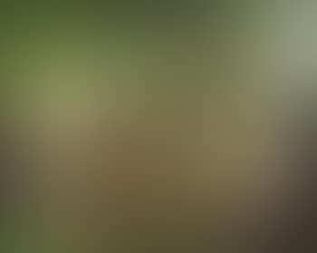 Wedding scene in the woods (preview)