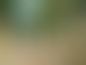 Paysage (preview)