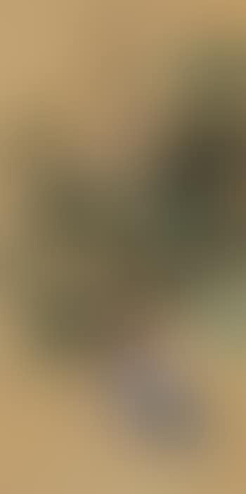 Mandarin Duck in Lotus Pond (preview)