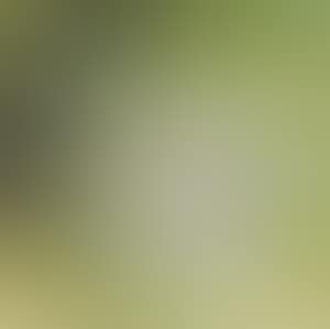 Birds (preview)