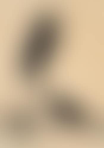 Papuan Hawk Owl, Barred Owlet-Night Jar, Small Brown Owl (preview)