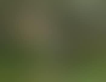 Young duckherd in the garden with blossoming tree (preview)