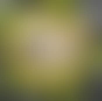 Lorp (preview)