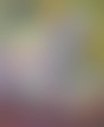 Composition aux oiseaux (preview)