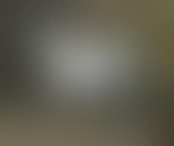 A Lipizzan stallion (preview)