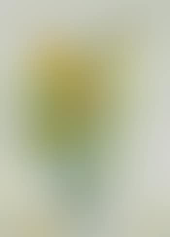 Still life (preview)
