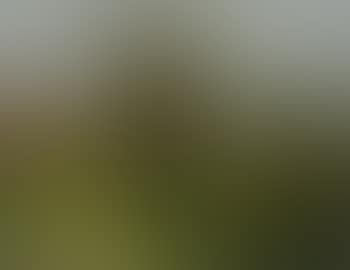 Paysage dans le pays de Caux (preview)