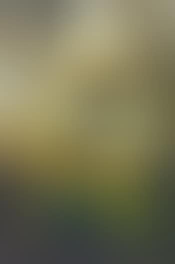 Spring (preview)