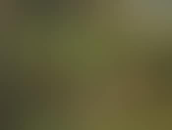 Cows in a Field (preview)