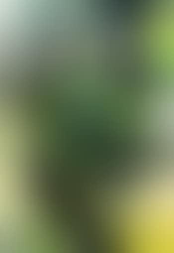 Sans titre (preview)