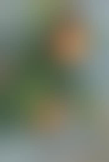 Brownea Spc. (Red Rhododendron) (preview)