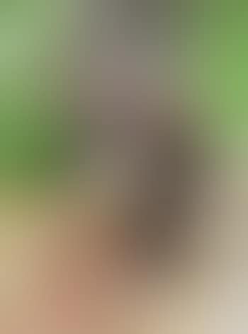 Cerf (preview)