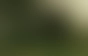 Landscape with windswept trees (preview)