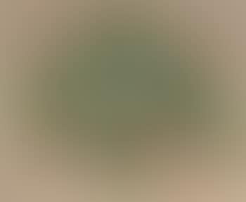 Albero verde (preview)