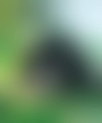 Buildinghead: Chameleon (preview)