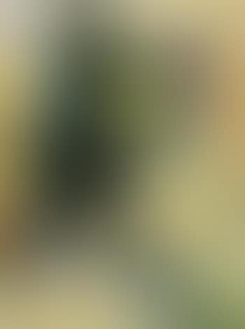 Baumlandschaft (preview)