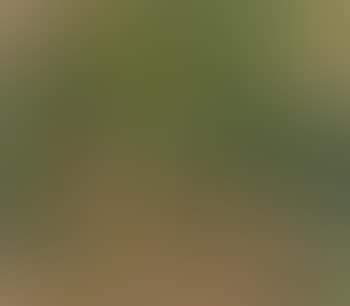 Sous-Bois (preview)