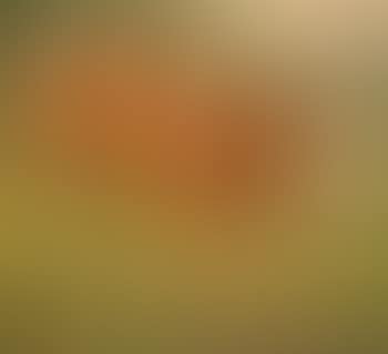 Kuh (preview)