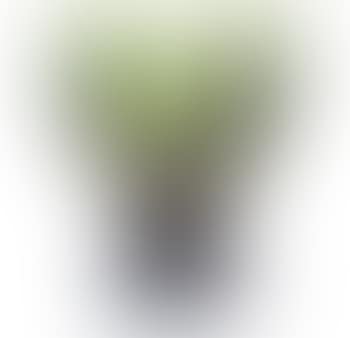 A vase with hazel branches (preview)