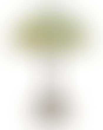 An acorn lamp (preview)