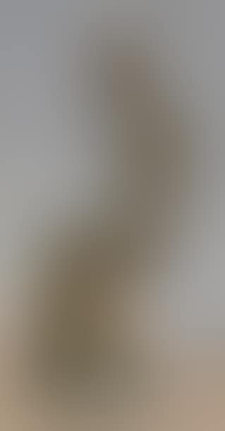 Coq Houdan mascotte (preview)
