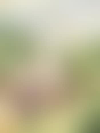 Paysage en Provence (preview)