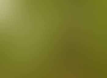Beech Forest in Early Summer (preview)