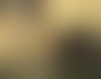 Stilleven (preview)