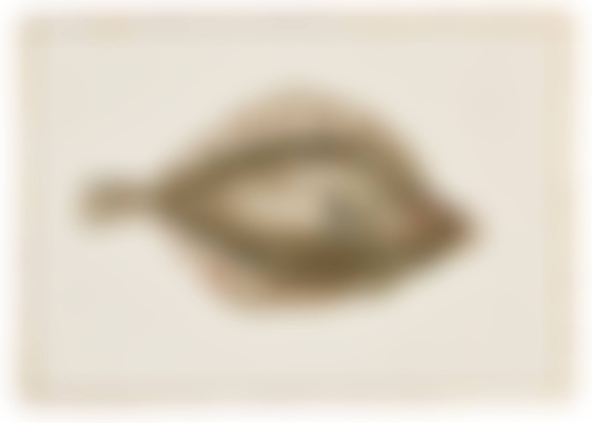 AN ALBUM OF FISH AND OTHER SEA CREATURES (preview)