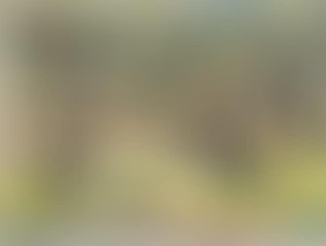 Olive trees II (preview)