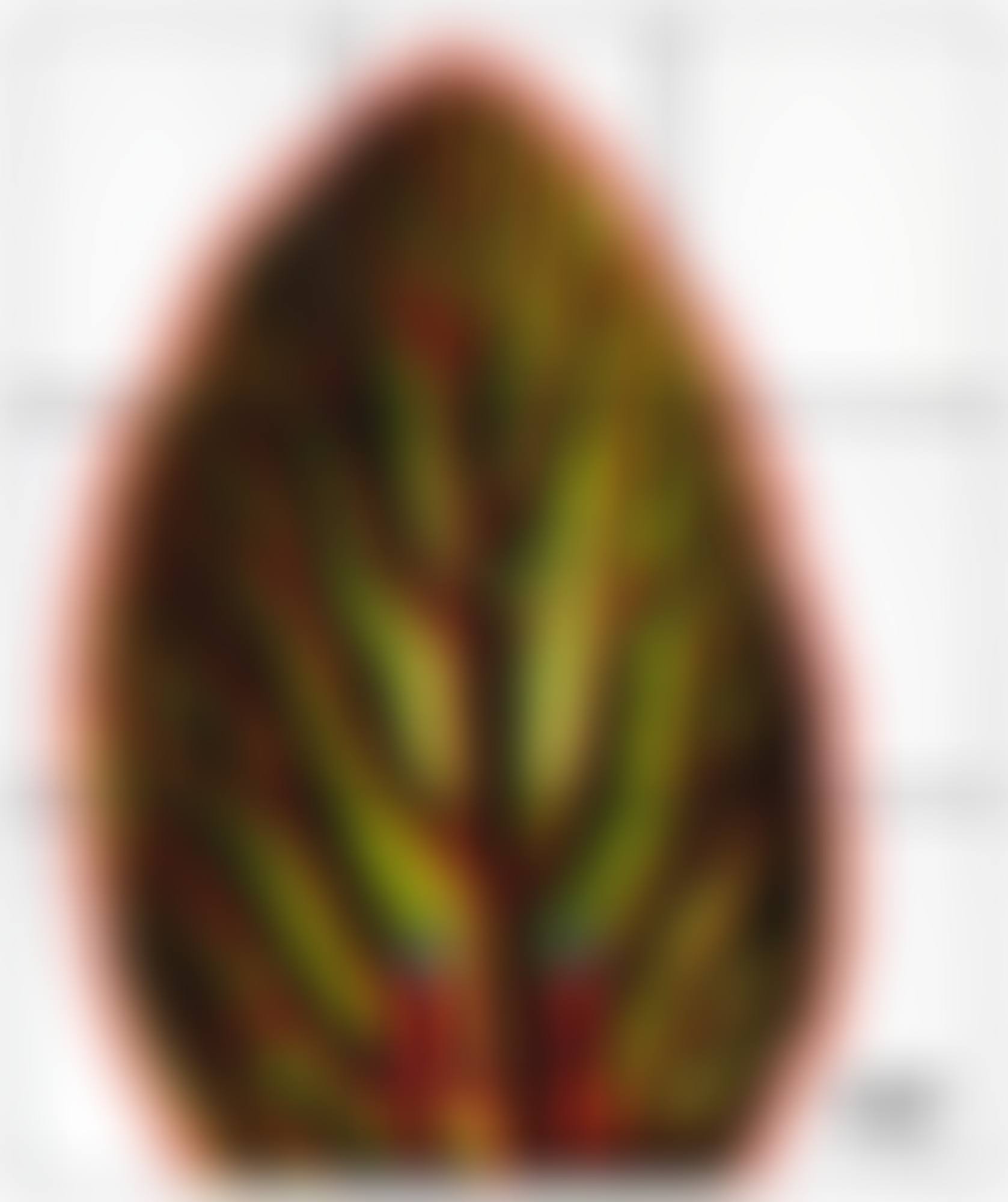 Leaf (preview)