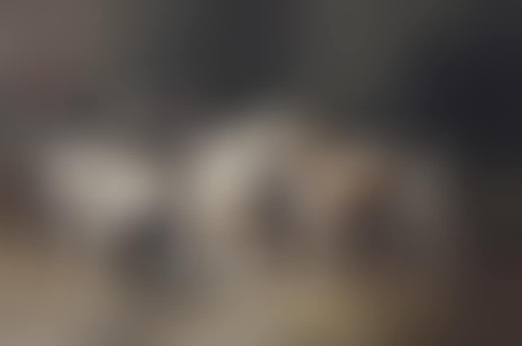 Saint Bernard puppies drinking milk (preview)