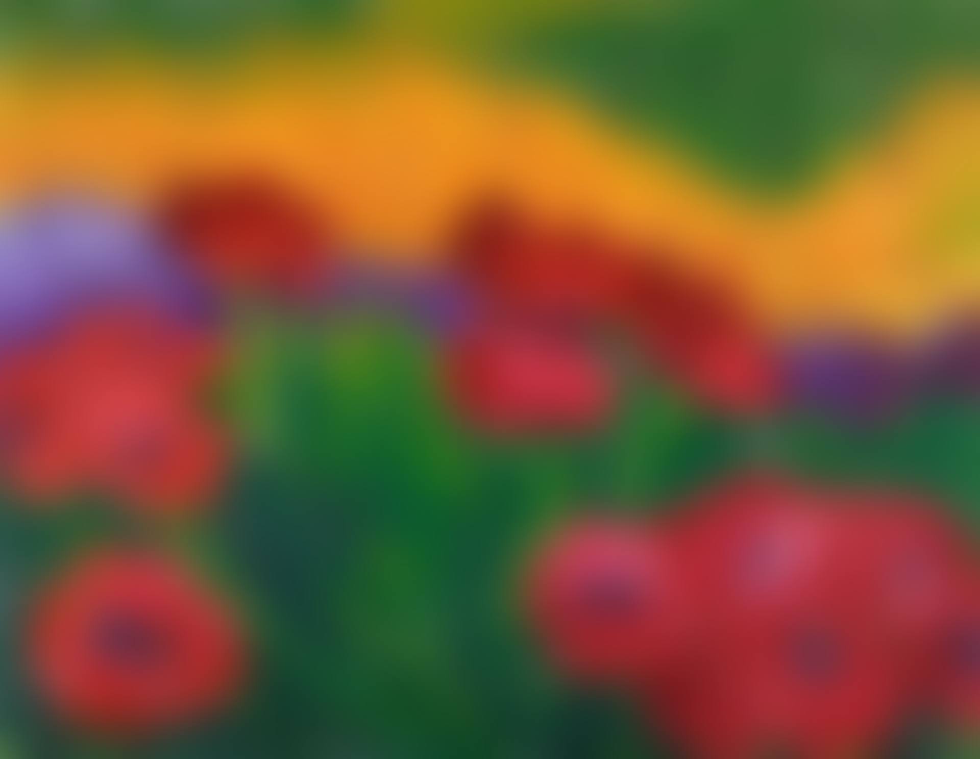 MOHN (POPPIES) (preview)