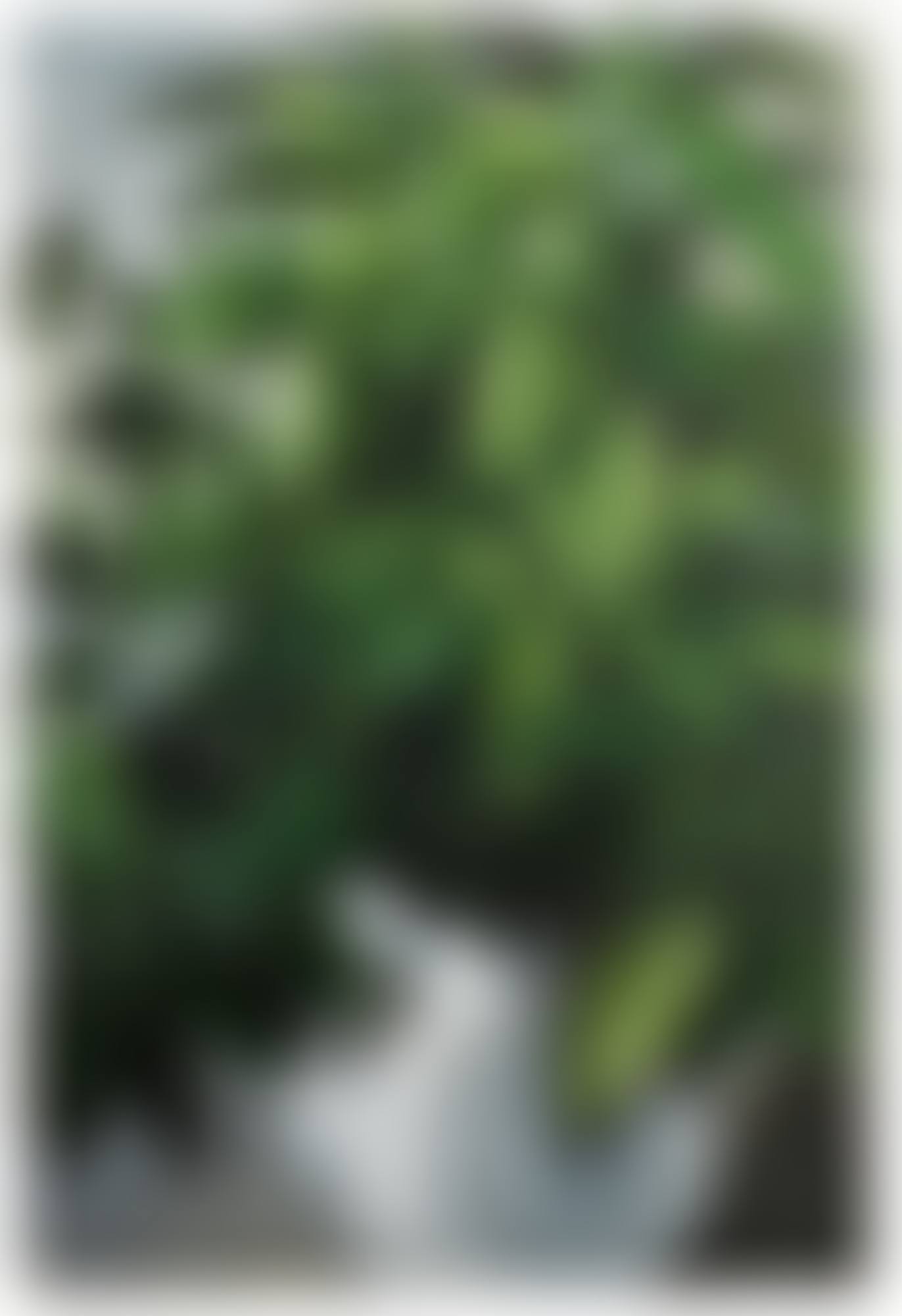 LAURELS (preview)