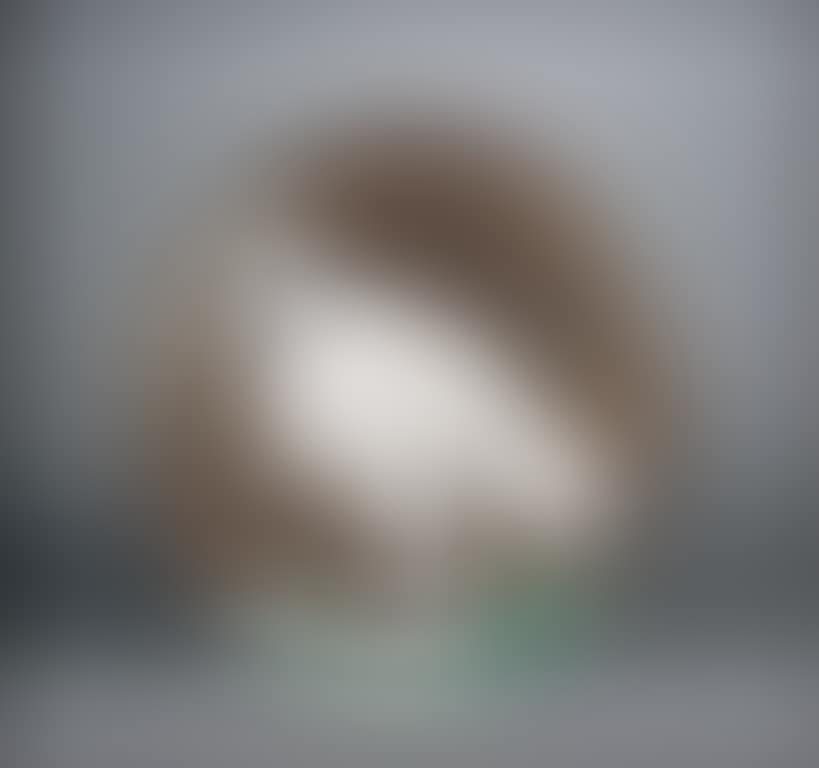 Bird (preview)