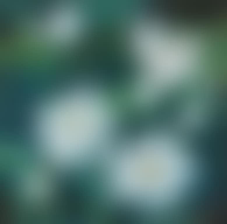 Lotus (preview)
