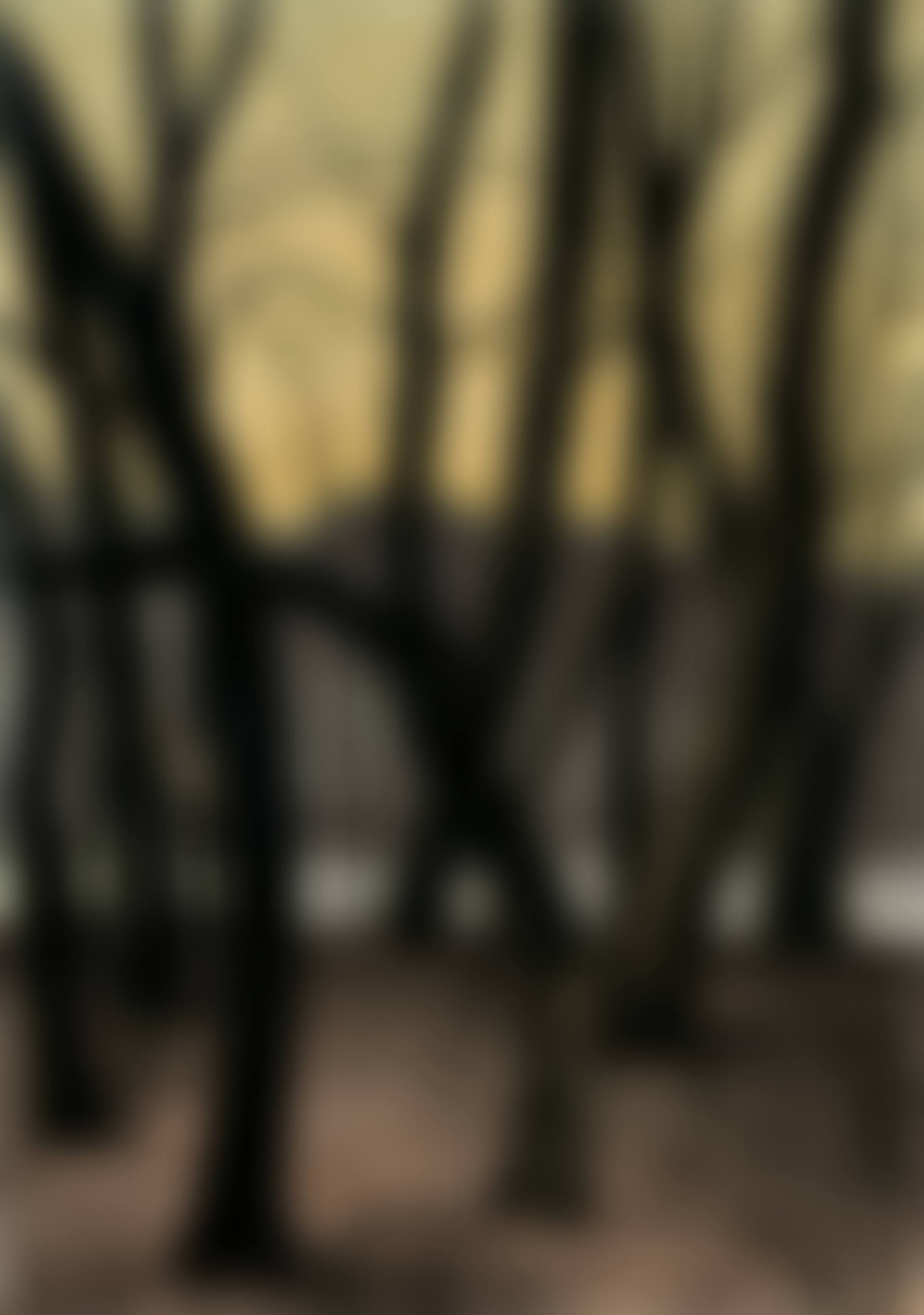 Boomstammen (preview)